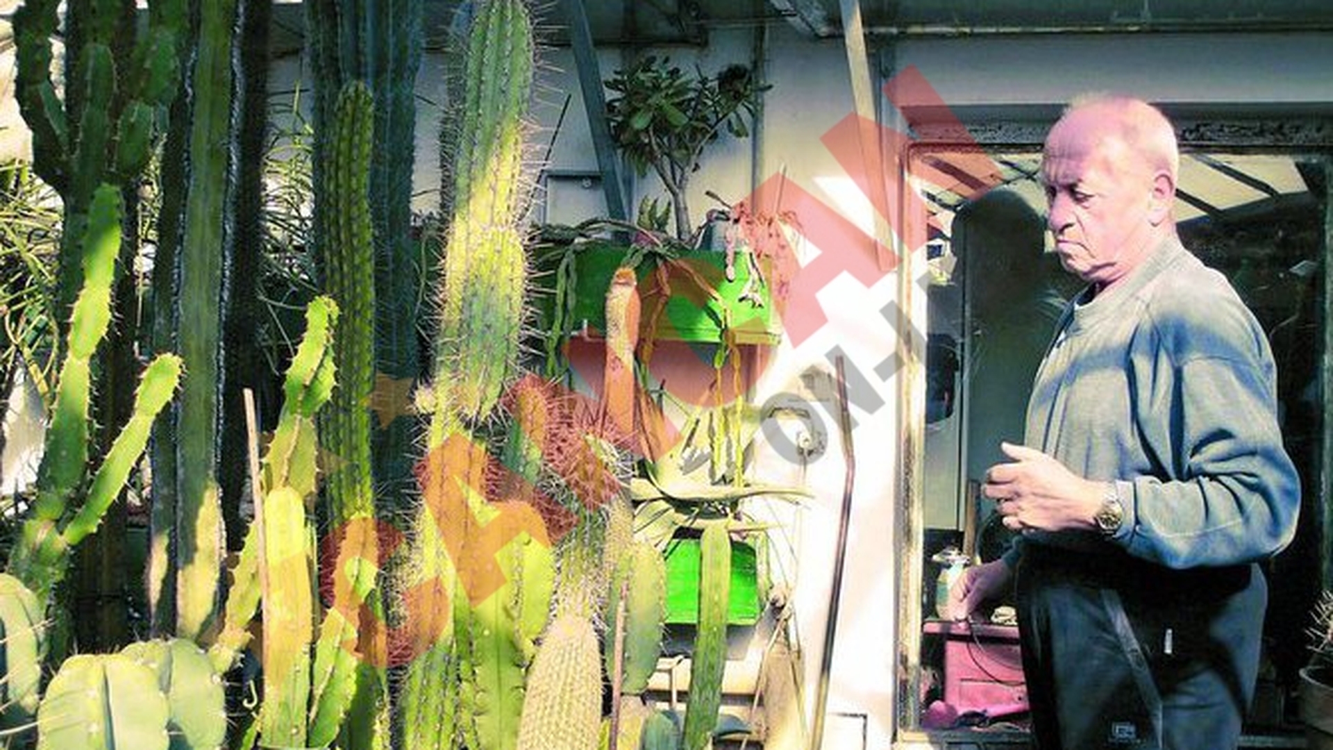 Creste 10.000 de cactusi