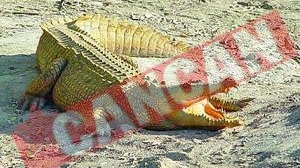 Monica, la vanatoare de bivoli, antilope si crocodili