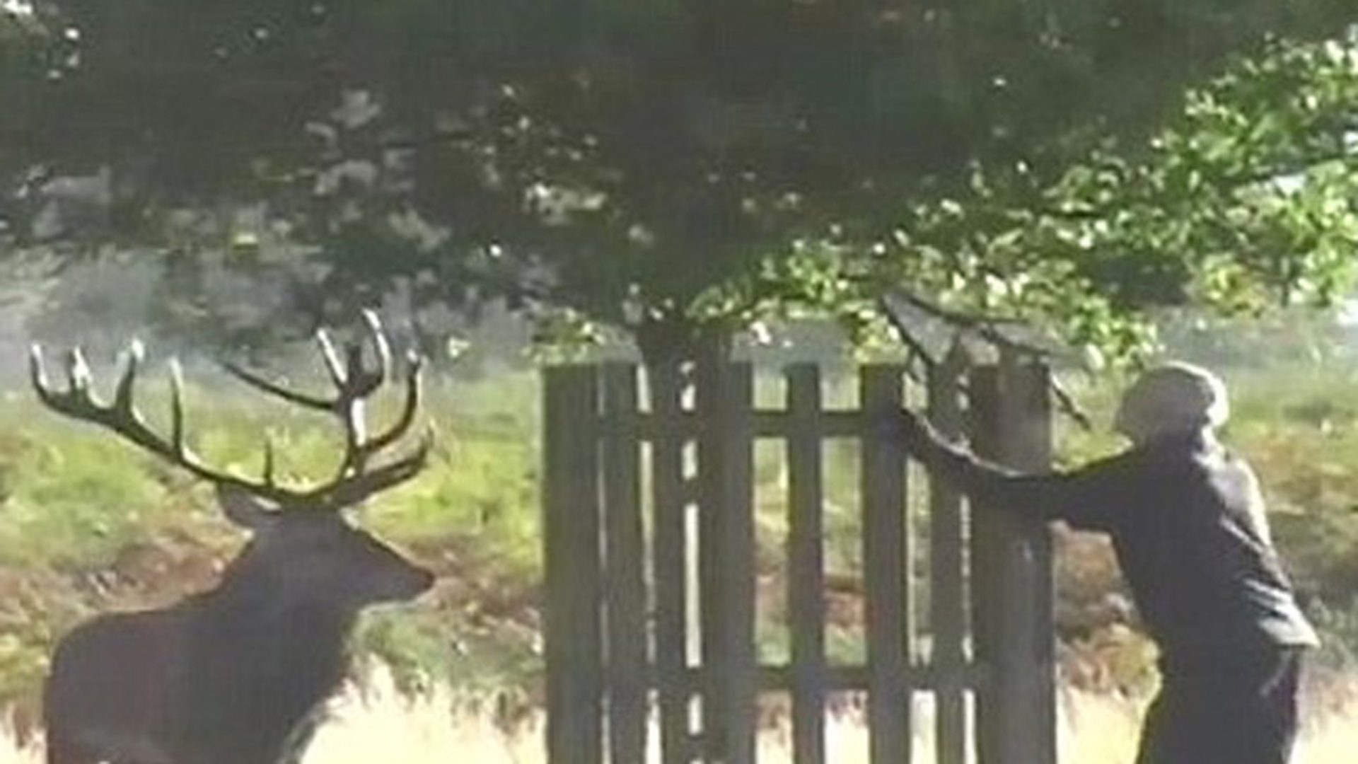 VIDEO S-a dus in parc sa se plimbe si s-a trezit cocotat pe un gard! Vezi ce animal l-a atacat pe cetatean!