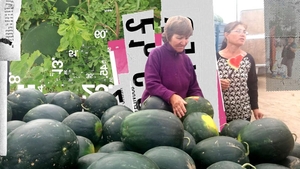 Pepenii de Dăbuleni, înjumătățiți de grindină, abia acum ajung pe piață. Fermierii se plâng că nu își acoperă nici cheltuielile. "Au fost ploi acide şi..."