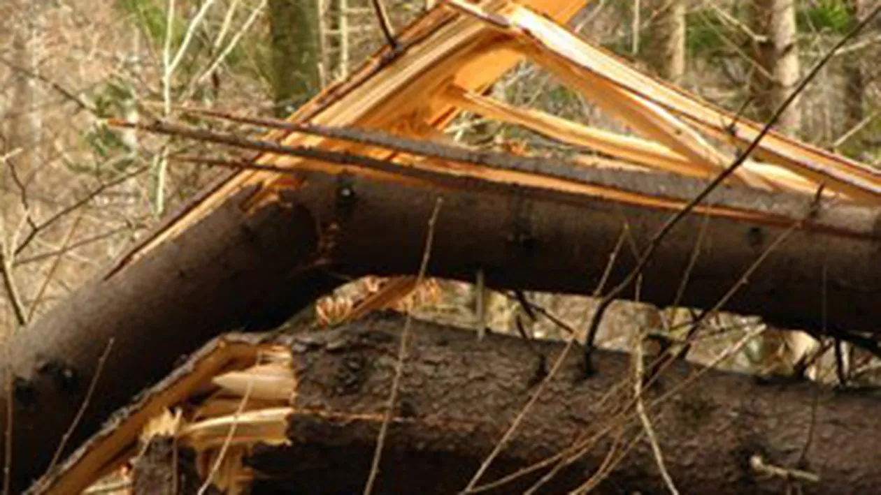 Soarta cruda! A murit strivit de un copac taiat de mai multe luni si lasat in cumpana!