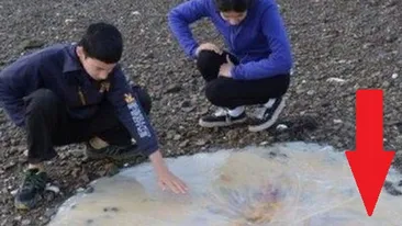 Descoperire SOCANTA pe o plaja din Australia! Cercetatorii au ramas masca: Ne-a taiat respiratia
