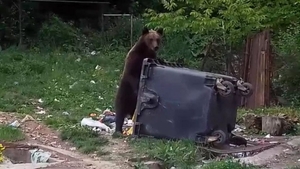 Urșii au luat cu asalt stațiunea Bușteni. Jandarmii au alungat, într-o singură noapte, șapte animale sălbatice | VIDEO