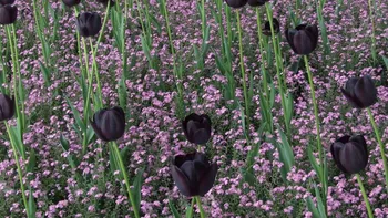 Satul ca-n Olanda din România, de unde poți cumpăra lalele negre. Cât costă un fir