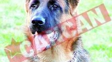 Cainele Jack cauta o tanara disparuta