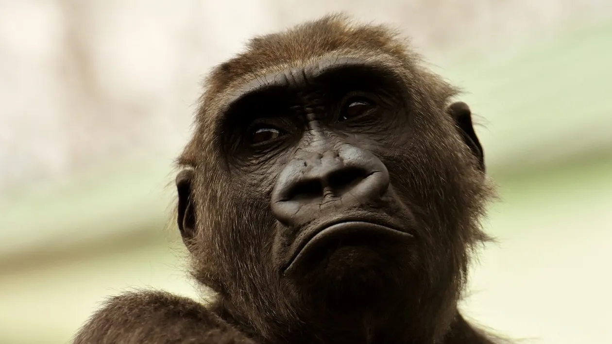 O boală rară extrem de infecțioasă amenință din nou! Variola ”maimuței” a creat panică printre medici!