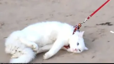 VIDEO Ai zice ca e cea mai chinuita pisica din lume! Mareste poza si vezi video ca sa iti dai seama ca mata nu e mata degeaba si blonda face lucruri pe care nu le-ai astepta!