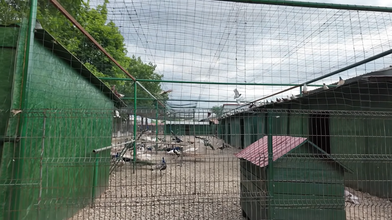 Acasă la Nuțu Cămătaru. Cum arată domeniul de 5 hectare din Rahova? Specii inedite de animale și cea mai mare piscină din București
