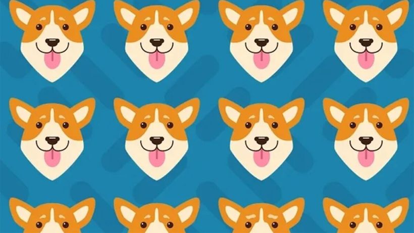 Test de perspicacitate | Care dintre acești 16 căini este diferit de toți ceilalți? Detaliul pe care puțini îl observă