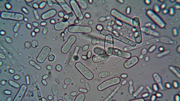 Bacteria care face tot mai multe victime în apele din America! Cinci oameni au murit deja