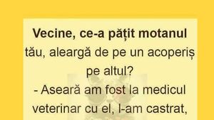 BANC | "Vecine, ce-a pățit motanul tău de aleargă de pe un acoperiș pe altul?”