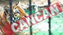 Caldura a naucit animalele de la Zoo
