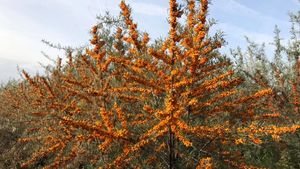 Fructul care se vinde cu 35 lei/kg în vara lui 2025. Este poreclit „ginsengul românesc”