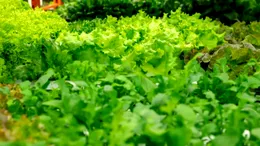 Condimentele nelipsite din salate care pot deveni toxice pentru ficat, conform specialiștilor