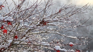 Val de aer ARCTIC în România! Câte zile mai ține frigul. Unde a nins ca de Crăciun?