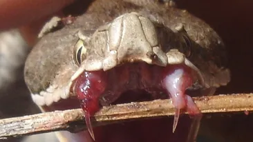 I-au amputat mana dupa ce a fost muscat de o vipera. Barbatul din Ialomita avea crescatorie ilegala de serpi