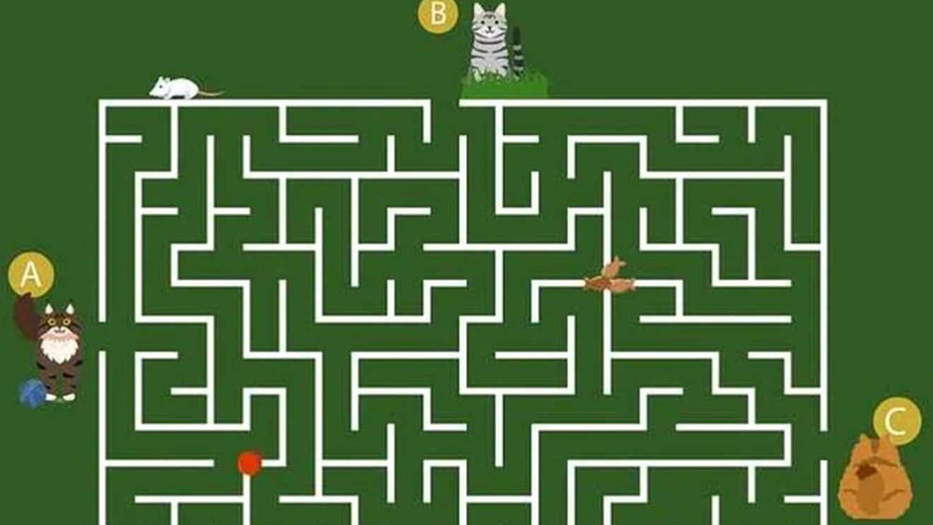 Test de inteligență pentru genii | Doar 1% poate ghici în 11 secunde ce pisică va ajunge prima la bolul cu mâncare