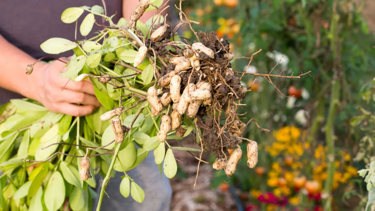 Fermierul din Dolj care vinde „aurul din pământ” cu 50 de lei kilogramul. Doru a dat lovitura cu un produs banal!