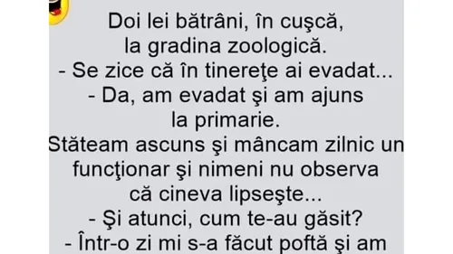 BANCUL ZILEI | Discuție între doi lei bătrâni