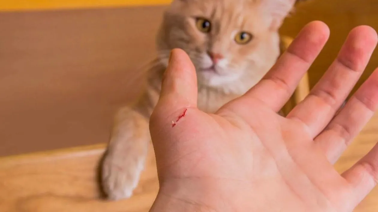 Pisicile, purtătoarele unui virus PERICULOS pentru oameni. Ce este Sporotricoza și cum se manifestă