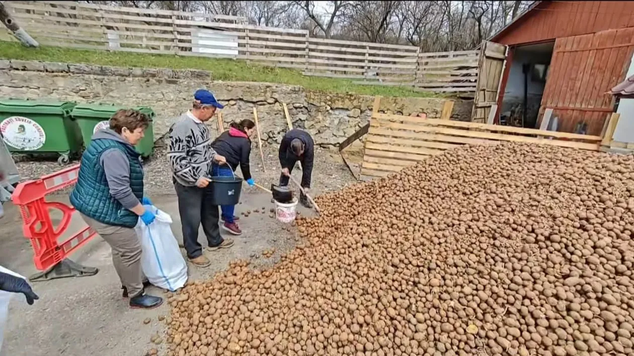 Cartofi gratis într-o comună din România: „Am primit 12,5 tone. Veniți cu saci sau recipiente”