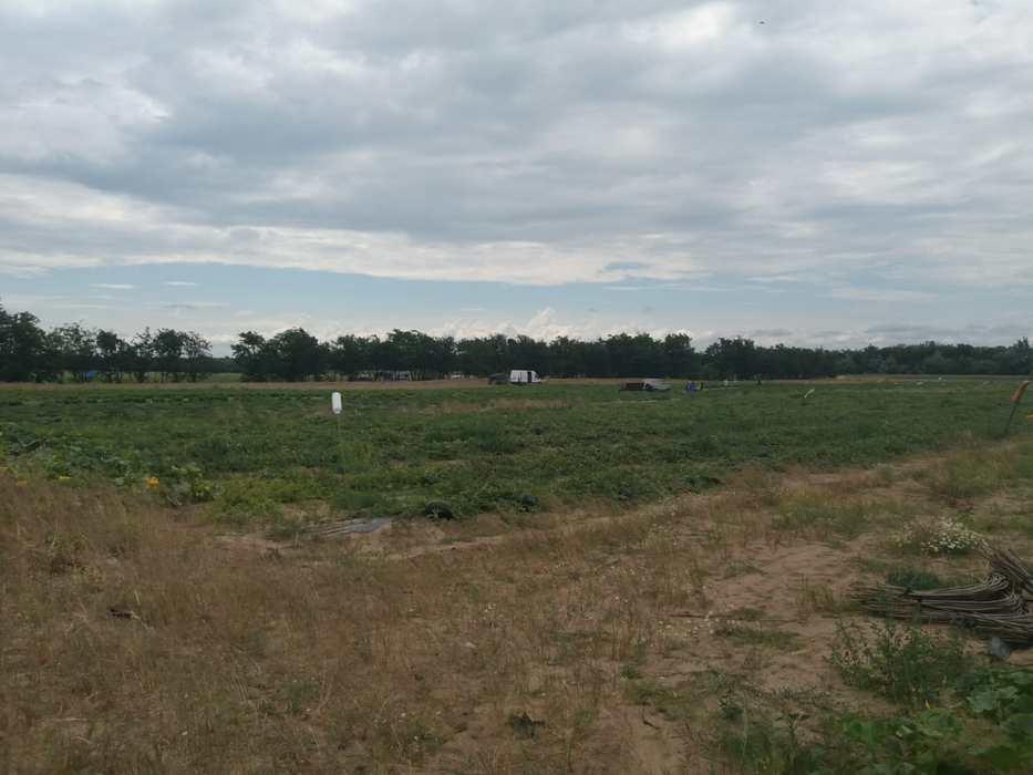 Agricultorii se plâng că nu își vor scoate nici măcar investiția