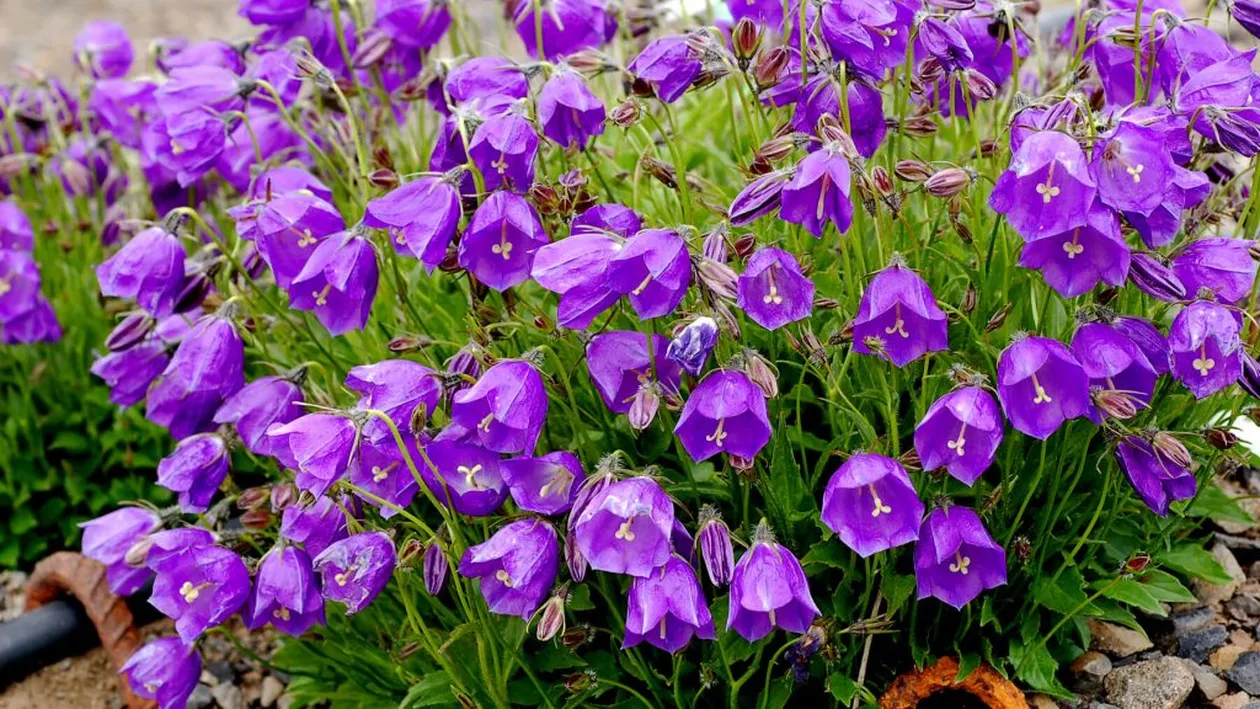 Campanula, cea mai specială floare. Cum se îngrijeşte planta care arată ca un clopoţel