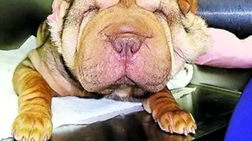 I-au facut lifting facial catelului