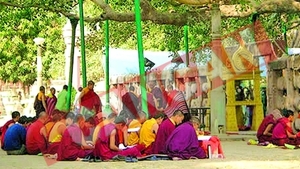 Copacul lui Buddha e pe moarte