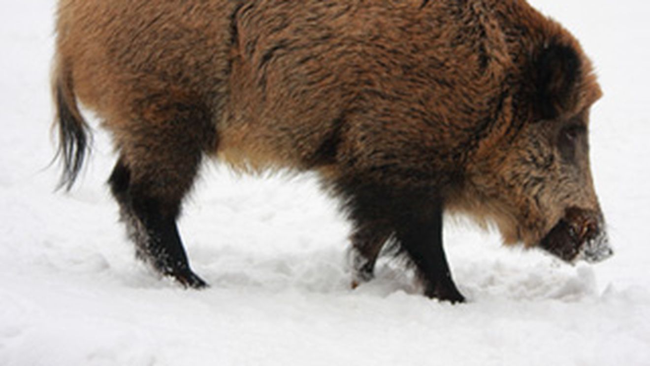 Un porc mistret a incercat sa intre in Prefectura din Braila!