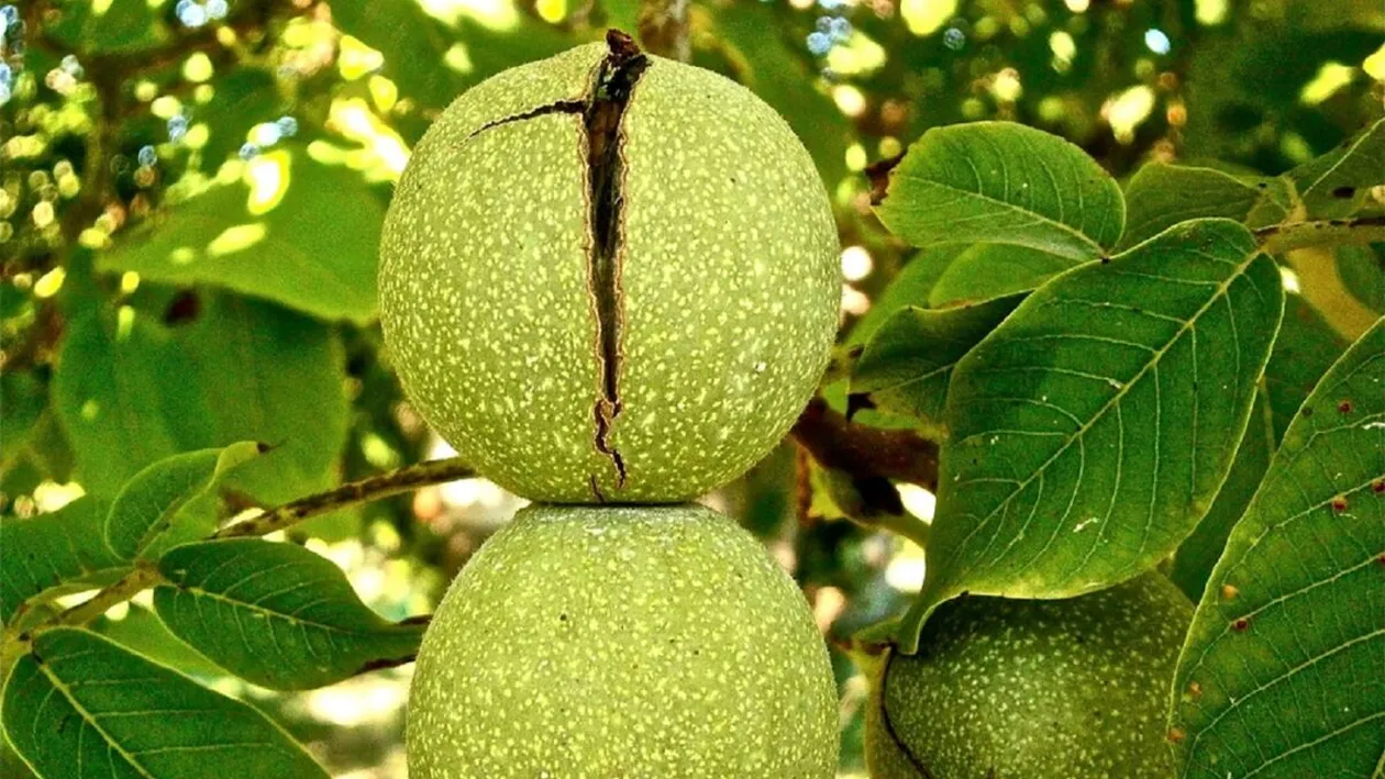 Ce trebuie să faci cu frunzele de nuc, de Rusalii 2025. Tradiția pe care puțini români o mai respectă