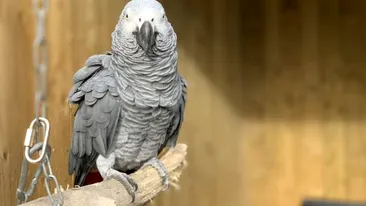 Cinci papagali, izolați după ce au înjurat vizitatorii unui parc natural