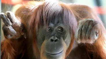 Un rus a fost reţinut, pe un aeroport din Bali, cu un urangutan drogat în valiză