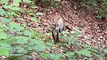 A crezut că nu vede bine! Ce animal sălbatic a fotografiat un ieșean, în timp ce se plimba în Parcul Copou
