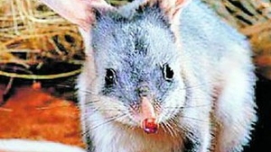 Australienii urasc Iepurasul de Paste