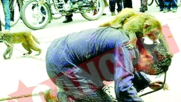 Si-au batut dresorul