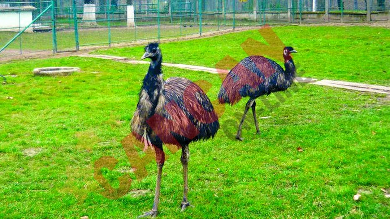 Animale clandestine la Zoo Craiova
