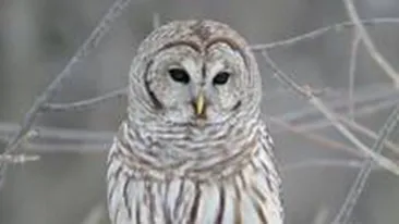 METEO 27 IANUARIE: Vremea va continua sa se incalzeasca