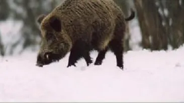 Doi barbati au fost atacati de mistret in timp ce isi deszapezeau curtea!