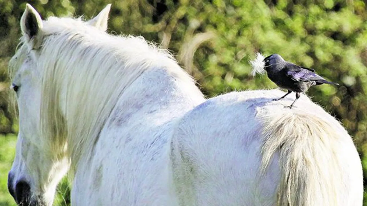 Isi face cuib din parul cailor