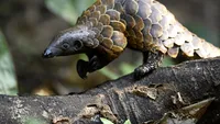 Decizie radicală în China! Solzii de pangolin au fost scoși de pe lista ingredientelor folosite în medicina tradiţională