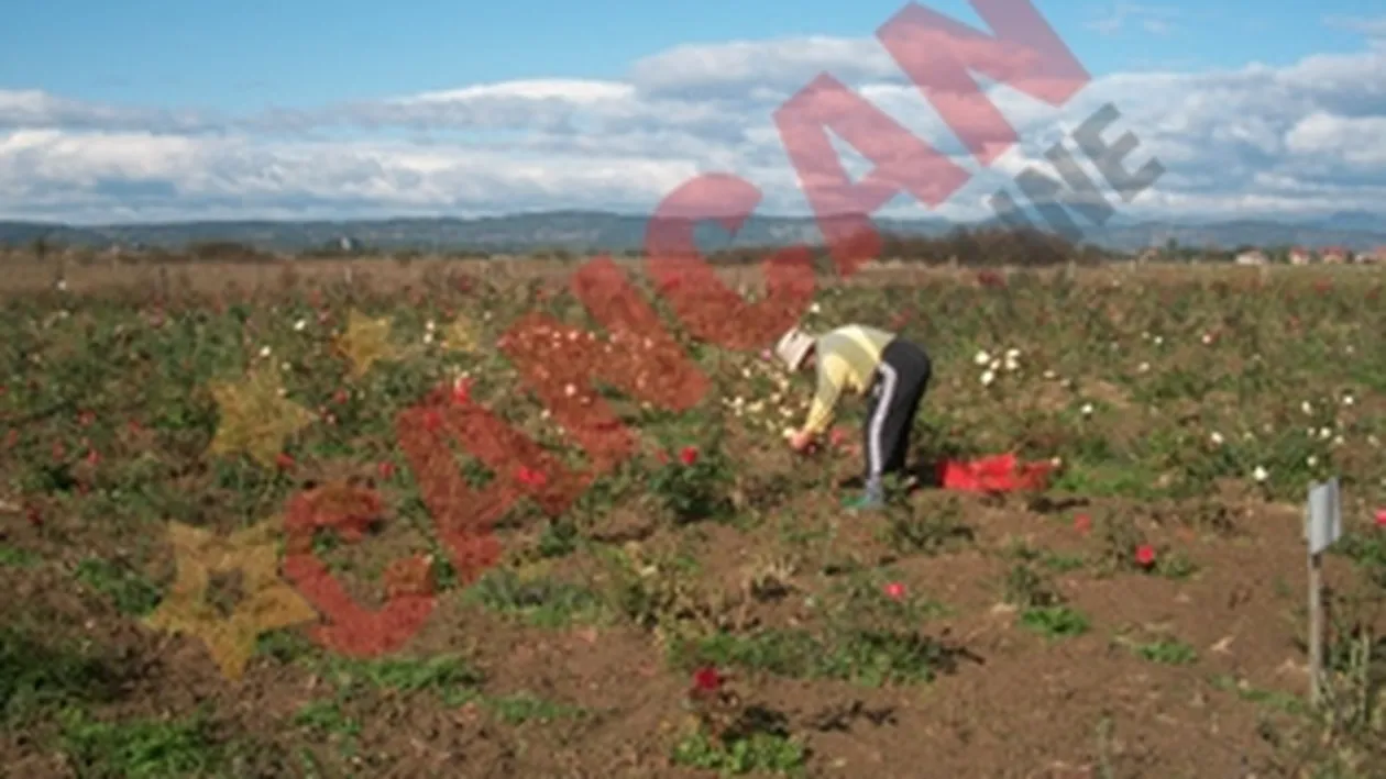 O gorjeanca scoate bani romanesti din trandafiri europeni