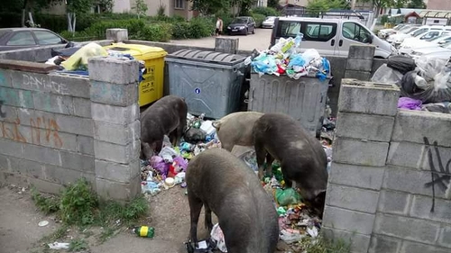 VIDEO. Aradul, invadat de porci care se hrănesc cu gunoiul neridicat de pe străzi