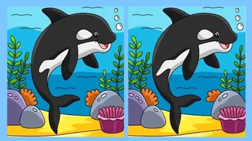 Test de perspicacitate | Găsiți toate cele 3 diferențe dintre acești doi delfini! Geniile reușesc în 11 secunde