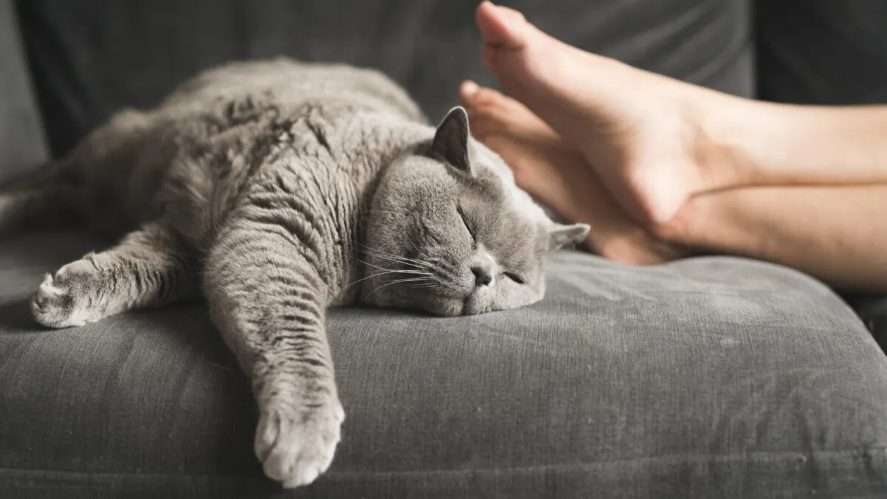 De ce dorm pisicile la picioarele stăpânilor? Proprietarii de feline abia acum descoperă acest „secret”