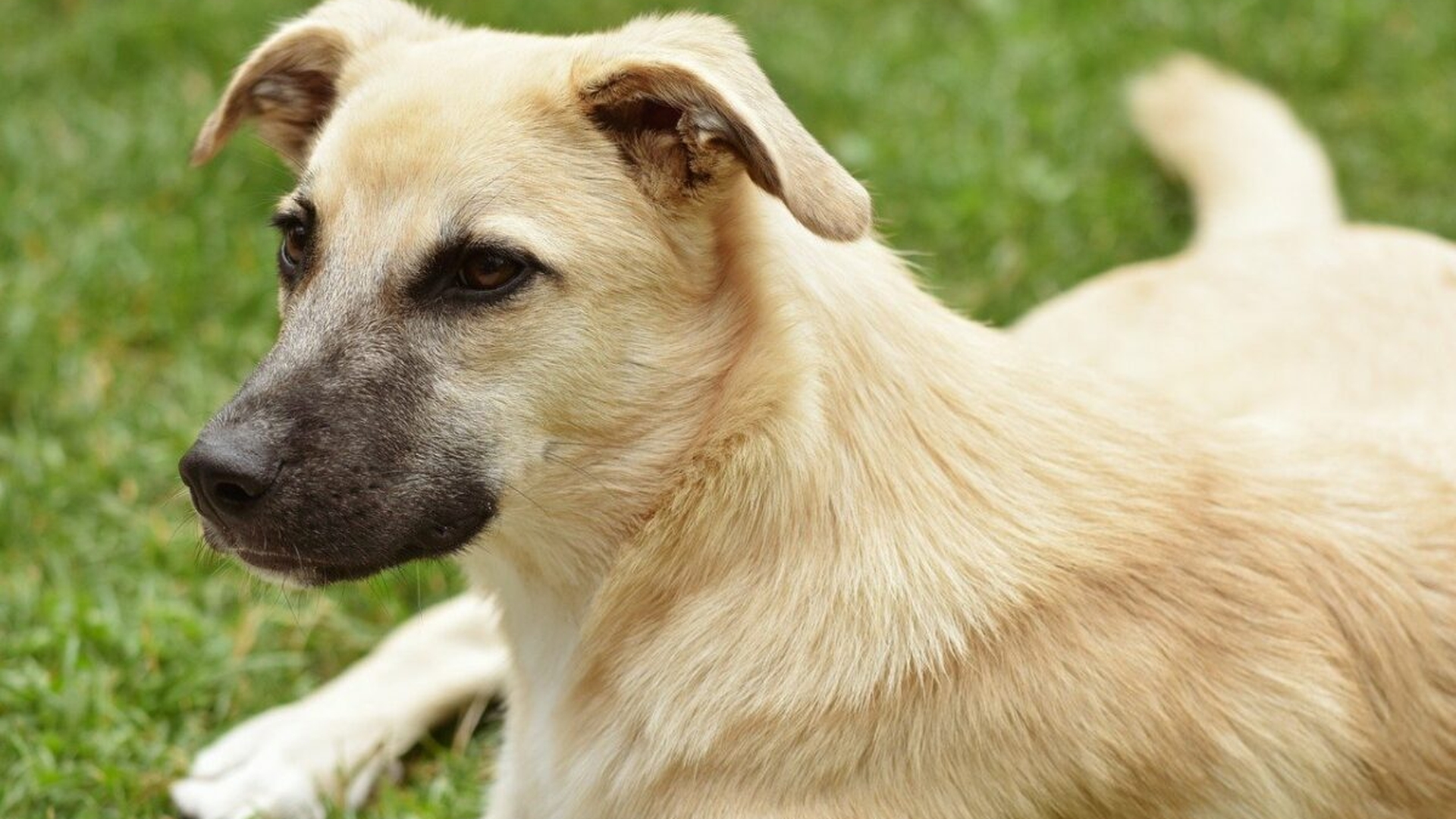 Taxa pe câine a fost introdusă în România. Cât este si de ce o plătesc și oamenii fără patrupezi