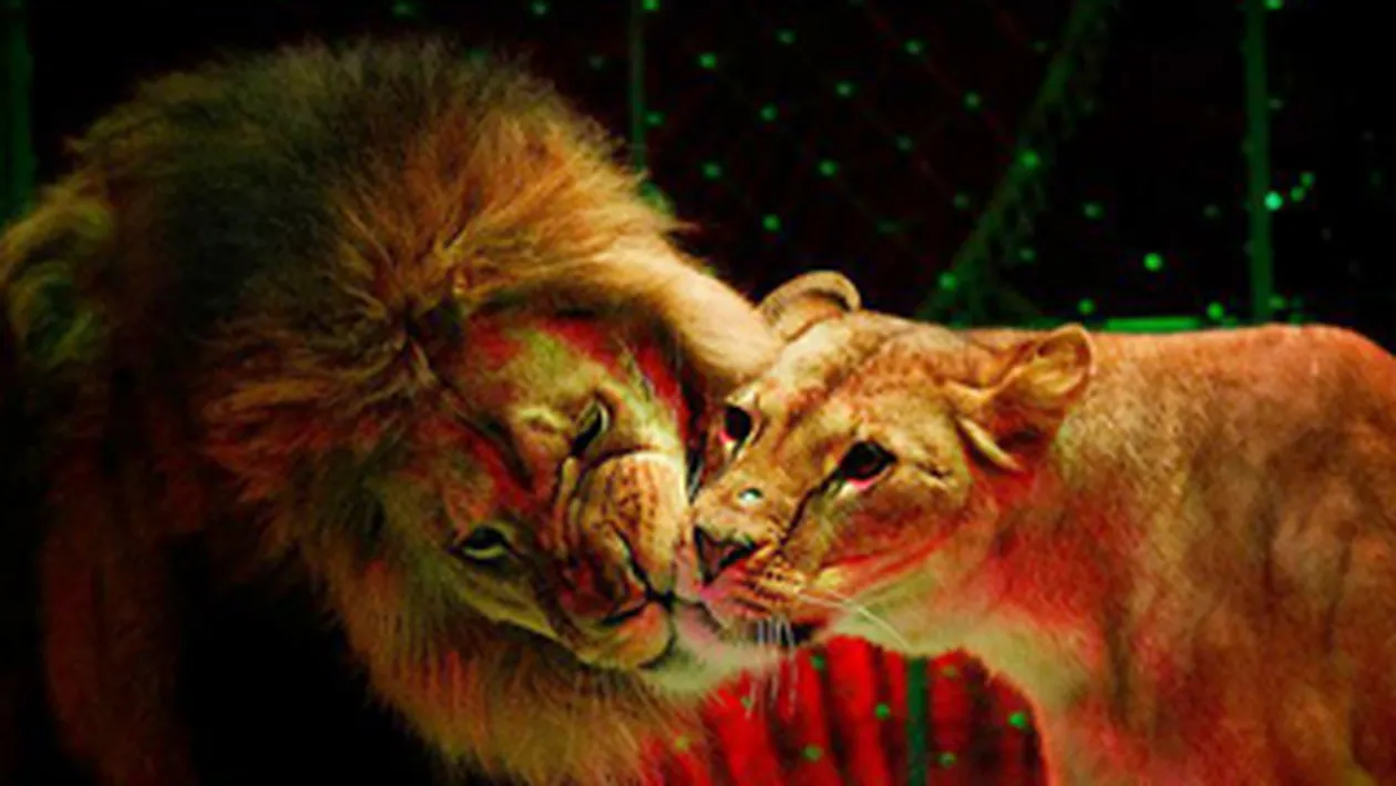 Maestrii circului au venit la Bucuresti