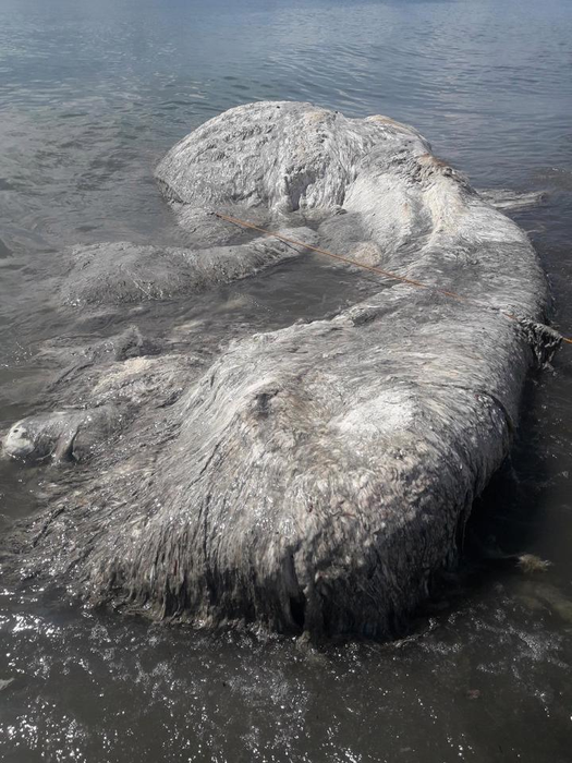 A fost descoperit un monstru marin care nu seamănă cu nimic de pe această planetă! Imagini înfiorătoare! Localnicii cred că este un semn rău: „Rugați-vă pentru noi”