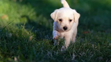 În Italia s-a născut un cățel verde. De ce are blana lui această culoare. FOTO