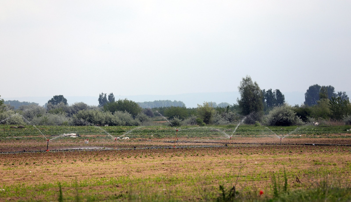 Cercetătorii olteni au înființat culturi mai puțin obișnuite la Dăbuleni